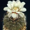 Gymnocalycium_riojense